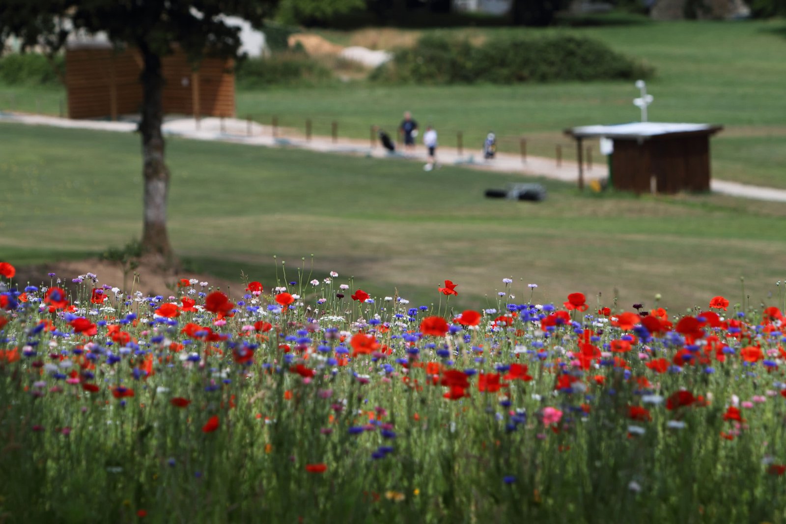 Carhaix Golf - Fairway et green du parcours